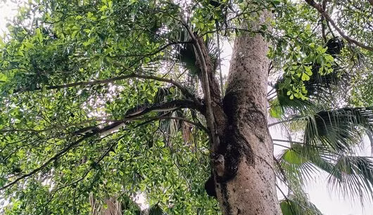 Sau khi tỉnh lại, nó từ từ bò vào bụi rậm bỏ đi, tuy nhiên, cô Tạ Du A vẫn báo cáo cảnh sát và đội cứu hộ bảo vệ động vật địa phương, lo sợ con rắn vẫn quanh quẩn tại khu vực dân cư.