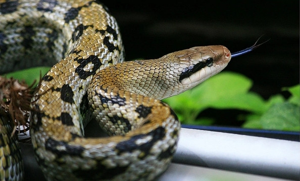 Đến tháng 5/2023, đã có tổng cộng 1.142 thông báo về việc bắt rắn. Trong số đó, có nhiều loại rắn độc như rắn cạp nong, rắn vằn, rắn hổ mang, rắn dù, rắn thanh trúc ti và một số loại rắn không độc khác như rắn hắc mi cẩm xà.