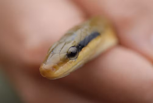 Đường Tuấn Nguyên cũng nhắc nhở mọi người, khi rắn xâm nhập vào khu vực nhà ở, hãy nhớ không hoảng sợ, bởi thường thì rắn chỉ tấn công khi gặp nguy hiểm. Người dân nên quan sát rắn ở khoảng cách xa và ngay lập tức báo cáo cho Cục Bảo vệ Động vật để tiến hành xử lý.