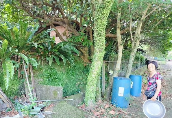 Người sợ rắn, rắn cũng sợ người! Mới đây, tại thành phố Tân Bắc, Đài Loan (Trung Quốc), xảy ra sự việc hy hữu. Cô Tạ Du A đang giặt quần áo ở bờ sông thì bất ngờ nghe thấy một tiếng động lớn. Liền sau đó, cô phát hiện một con rắn khổng lồ rơi từ trên cây xuống. (Nguồn: ET)