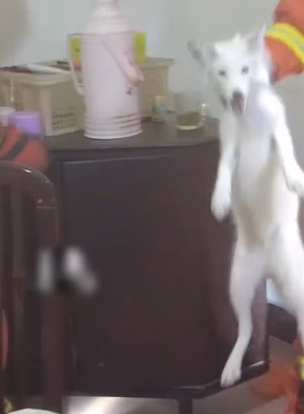 Cảm thấy kỳ lạ, chủ nhà không đuổi con chó trắng đi nữa mà quan sát kỹ hơn.