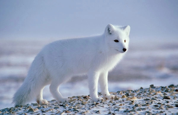 Sau khi thông tin được tiết lộ, nhiều cư dân mạng cho rằng: "Nó thực sự trông giống một con chó, nhưng nếu nhìn kỹ thì miệng dài hơn và đuôi thì bông xù. Quả thực là một con cáo trắng xinh đẹp, ai nhìn thấy sẽ gặp may mắn".