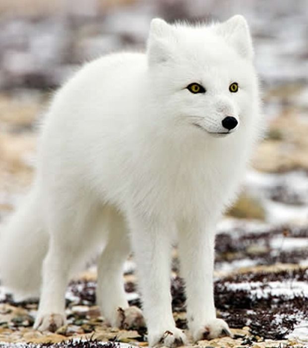 Theo tìm hiểu, cáo trắng được xem là một trong những thần thú hay linh thú ở Trung Quốc. Những người nhìn thấy cáo trắng được cho là sẽ gặp được may mắn, làm gì cũng xuôi chèo mát mái.