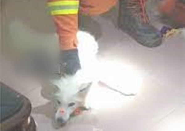 Thế nhưng, sau khi đã ăn no căng bụng, chú chó trắng vẫn không chịu rời đi, khiến chủ nhà vô cùng lo lắng, gọi cho cảnh sát xin giúp đỡ.