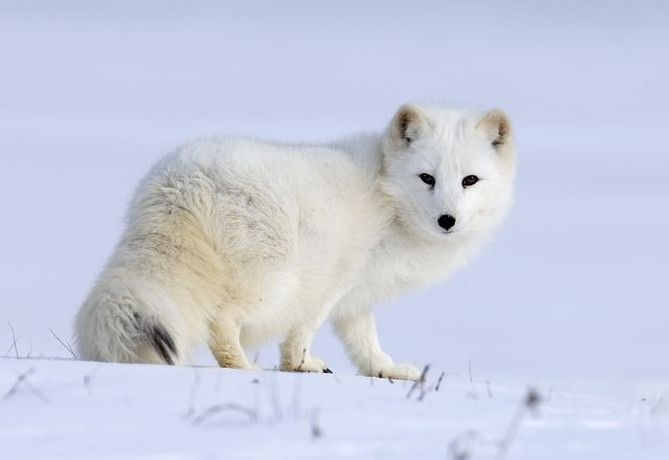 Thế nhưng, sau khi lính cứu hỏa bắt được con chó trắng, họ phát hiện đó thực ra là một con cáo Bắc cực quý hiếm.
