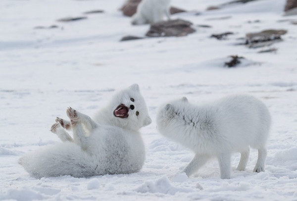 Nhận thấy tầm quan trọng của con cáo Bắc cực, cảnh sát cứu hoả bắt nó vào một cái túi, sau đó vận chuyển đến vùng ngoại ô để phóng sinh.