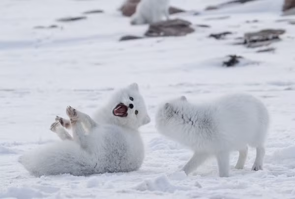 Nhận thấy tầm quan trọng của con cáo Bắc cực, cảnh sát cứu hoả bắt nó vào một cái túi, sau đó vận chuyển đến vùng ngoại ô để phóng sinh.