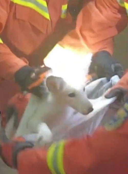 Thấy có vẻ như con chó trắng muốn xin ăn, chủ nhà đã cho nó một ít thức ăn thừa, hi vọng sau khi ăn xong, cho trắng sẽ tự bỏ đi.