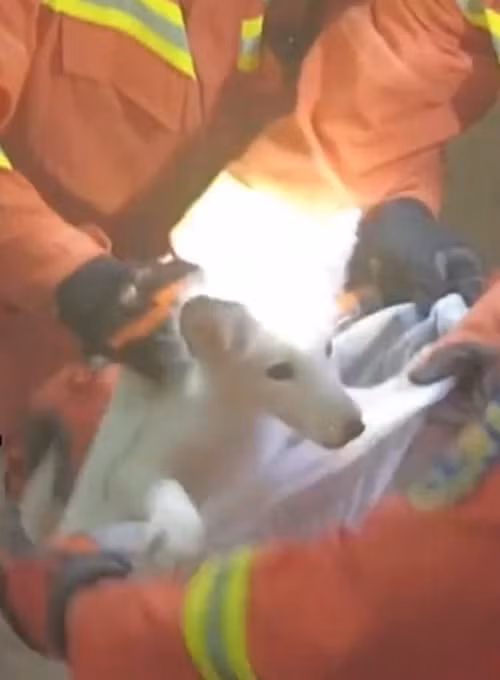 Thấy có vẻ như con chó trắng muốn xin ăn, chủ nhà đã cho nó một ít thức ăn thừa, hi vọng sau khi ăn xong, cho trắng sẽ tự bỏ đi.