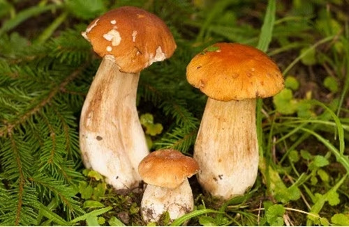 Goi canh sat roi noi nham, nao ngo duoc cuu song ngoan muc