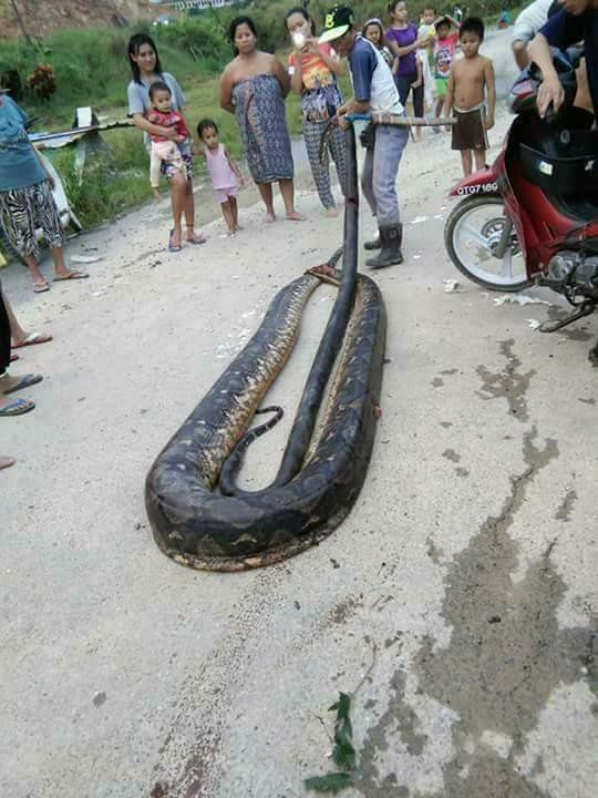 Theo ghi nhận, con trăn khổng lồ dài hơn 5 mét, nặng tới 100kg. Với kích thước to lớn như vậy, con trăn có thể dễ dàng nuốt chửng bất cứ con mồi nào, dù đó là con người.