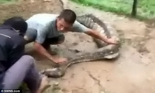Dân làng nói đây là trăn "Anaconda vùng Sarawak", bởi kích thước tương đương trăn Anaconda khổng lồ sống ở rừng rậm Amazon, Nam Mỹ.