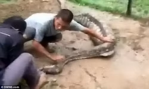 Dân làng nói đây là trăn "Anaconda vùng Sarawak", bởi kích thước tương đương trăn Anaconda khổng lồ sống ở rừng rậm Amazon, Nam Mỹ.