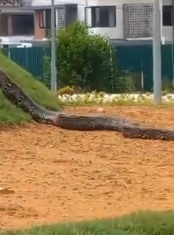 Sau khi cử người tiến hành điều tra, Cục Bảo vệ Động vật hoang dã và Công viên Quốc gia Malaysia xác nhận con trăn trong video không phải là loài trăn Anaconda lớn nhất thế giới, mà thực chất là loài trăn địa phương, kích thước khủng khiến mọi người hoang mang là do góc quay. Họ đã khống chế được con trăn.