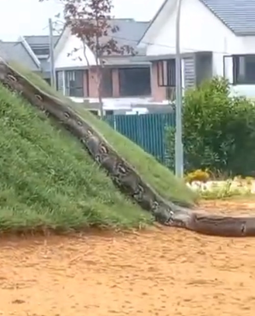 Theo người quay được cảnh tượng này, con trăn xuất hiện ở thị trấn Denai Alam thuộc bang Selangor. Ngay khi nhìn thấy nó, anh đã phải thốt lên: "Nó không chỉ có thể nuốt chửng con người, mà còn có thể nuốt chửng cả một con cừu hay con bò, có lẽ nó đã thành tinh rồi!".