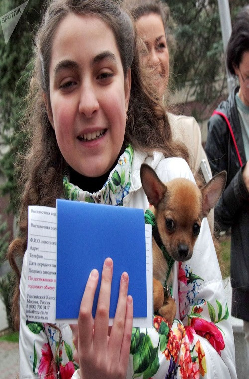 Cô bé Alina Zykova cùng với món quà đặc biệt của Tổng thống Putin tặng vào năm 2016 là một chú cún giống Chihuahua. Nguồn ảnh: Sputnik.