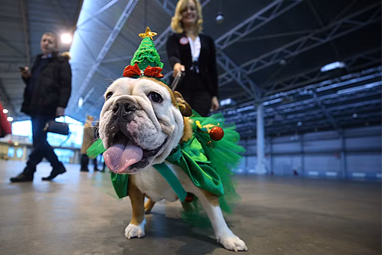 Một chú chó bulldog với trang phục Giáng sinh cùng chủ của mình dạo phố tại Saint Petersburg, Nga. Nguồn ảnh: TASS.