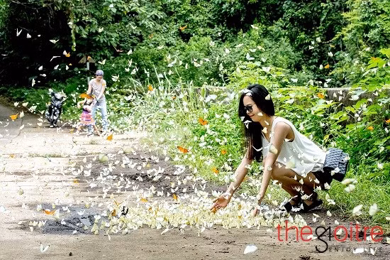 Bướm sẽ ra khỏi nơi trú ẩn, bay dọc con đường ven rừng đi kiếm ăn sau khi mưa xong và trời hửng nắng. Vì vậy, khách du lịch muốn quan sát những đàn bướm cuối hè nên chọn ngày nắng để tham quan rừng”.