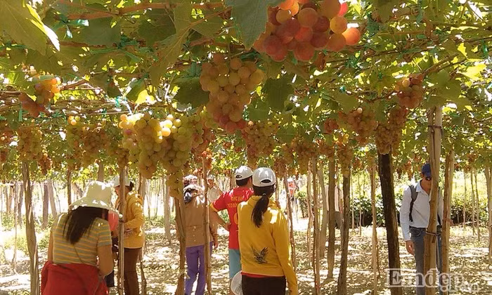 Sau khi thỏa sức khám phá vườn nho trĩu quả, du khách có dịp ghé thăm vịnh Vĩnh Hy - một trong bốn vịnh biển đẹp nhất Việt Nam, nằm cách trung tâm thành phố Phan Rang 37km hay ghé qua làng gốm Bầu Trúc - làng gốm cổ nhất Đông Nam Á, nơi đây đã cho ra đời những sản phẩm gốm độc đáo, tinh xảo, mang đậm phong cách văn hóa Chăm.