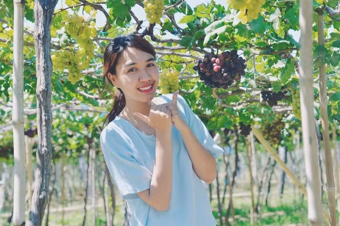 Những vườn nho chín mọng, lúc lỉu trên cành là điểm lý tưởng tuyệt vời để có bức hình đẹp. Người dân Ninh Thuận rất mến khách nên các bạn có thể thoải mái chụp ảnh mà không phải trả thêm phí.