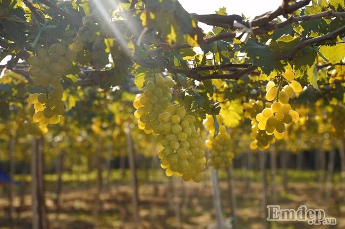 Xuất phát từ trung tâm thành phố Phan Rang 5km xuôi về phía Vĩnh Hy và đồi cát Nam Cương, những ngày này đi tới đâu bạn cũng dễ dàng bắt gặp những cánh đồng nho bạt ngàn xanh mướt dọc bãi biển.
