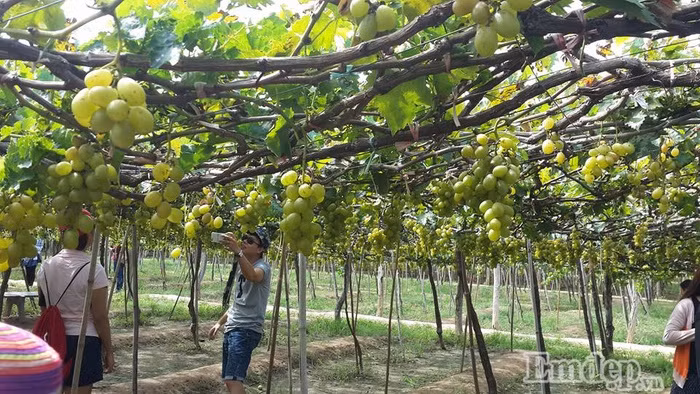 Hè đến, mỗi ngày những vườn nho ở Ninh Thuận tiếp đón rất nhiều du khách đến tham quan và ghi lại những bức hình kỷ niệm.