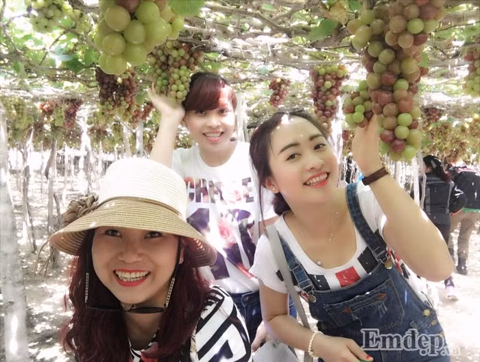 Nhóm bạn đến tham quan tại vườn nho và không quên check-in cùng những chùm nho chín mọng đầy hấp dẫn.