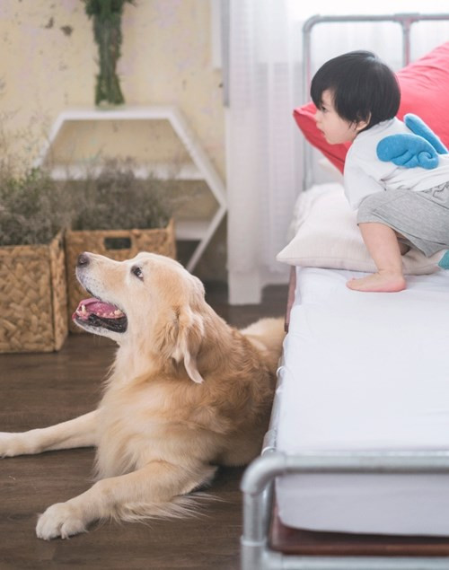 Bộ ảnh này được dựng concept lung linh nhẹ nhàng bởi bố Min (tên gọi thường ngày của bé), bên cạnh đó là chú cún tên Sói thuộc giống golden retriever to lớn.