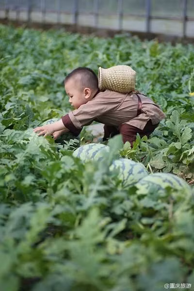 Phụ cha hái dưa nào!