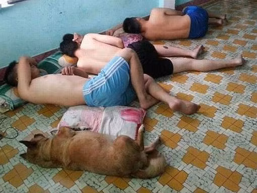 Người yêu không có nhưng chó phải có một con.