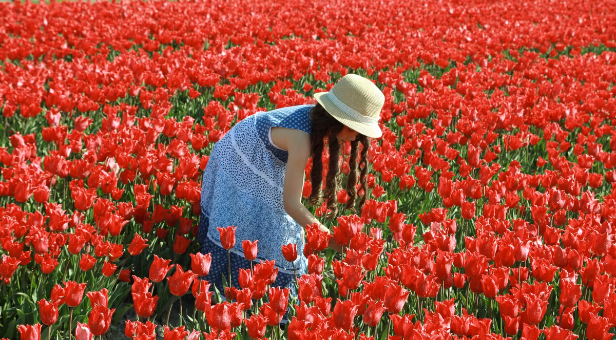 Ngôi làng nơi chị Lips Phạm sống và quanh vùng có khoảng 100 ruộng hoa tulip đủ các màu.