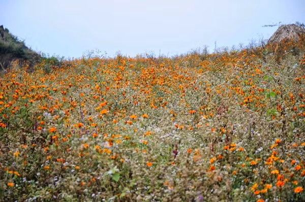 Chen giữa những thân ngô, những loài cỏ dại, loài hoa này vẫn mạnh mẽ vươn mình đón ánh nắng mặt trời cùng với sắc đỏ cam chẳng thể lẫn vào đâu điểm tô cho mảnh đất cao nguyên đá Hà Giang. Ảnh: hagiangonline.net