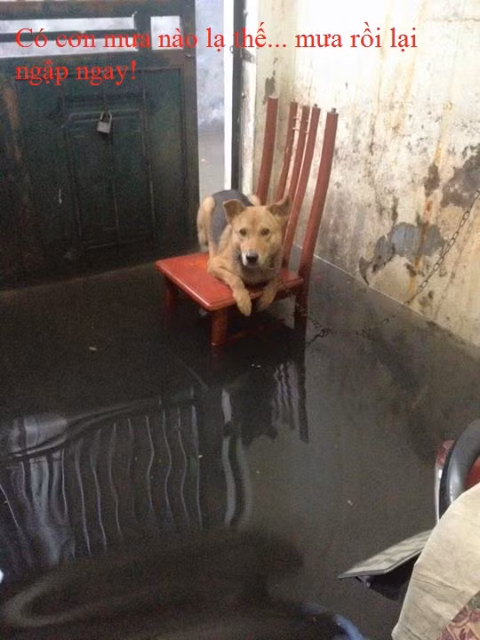 Có cơn mưa nào lạ thế! Mưa rồi lại ngập ngay. Ảnh: Louis Kei <(".