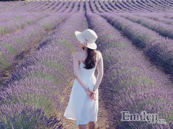 Cô nàng cho biết cách này có thể tiết kiệm được rất nhiều so với cách chọn đi tour hay di chuyển bằng taxi vì quanh khu vực Valensole không có phương tiện công cộng. Tuy nhiên, bạn cần có bằng lái xe trên 2 năm, nếu là bằng lái xe ở Việt Nam cũng có thể được chấp nhận (kèm một bản dịch tiếng Pháp).