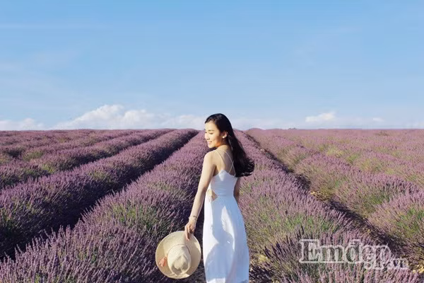 Valensole cũng là nơi nổi tiếng và đông khách du lịch đến ngắm hoa lavender nhất nước Pháp. Ngoài ra, du khách cũng có thể tới thăm các thảm hoa lavender lân cận như Sault hay Gordes, cách Valensole tầm hơn một giờ chạy xe.