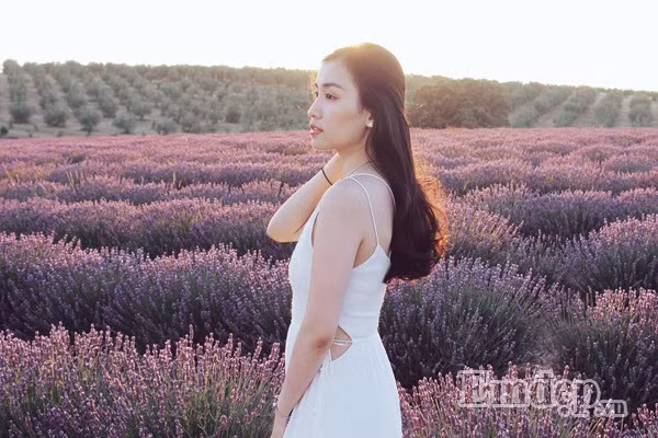 Mùa hoa lavender ở Pháp nở rộ vào khoảng giữa tháng 6 tới giữa tháng 8 hàng năm. Ở các khu vực trồng hoa, mọi người sẽ tổ chức lễ hội hoa (tuỳ vào khu vực mà thời gian khác nhau). Năm nay, lễ hội ở Valensole sẽ được tổ chức vào ngày 17/7, sau đó hoa sẽ được thu hoạch bằng máy cắt.