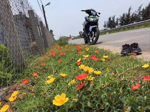 Các bạn trẻ quê Nam Định rất tự hào khi con đường hoa quê mình được nhiều người biết đến, dành tặng nhiều lời khen. Ảnh: Hoa Anh Túc