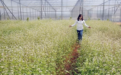 Hoa được trồng thành luống để tạo lối đi vào giữa và du khách không mất phí khi vào tham quan vườn.