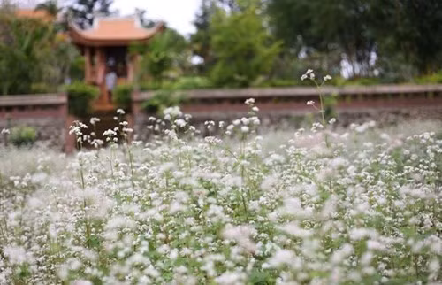 Thầy trụ trì chùa đã mang hạt hoa tam giác mạch từ Hà Giang về trồng trước khuôn viên chùa. Khí hậu Đà Lạt mát mẻ nên loài hoa này dễ sống, phát triển và nở rộ hoa ngay giữa tháng 5.