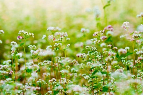 Hoa đẹp nhất là độ sắp tàn, chuyển từ màu trắng sang phớt hồng rồi đỏ thẫm. Hạt mạch có hình tam giác và hiện nay đã được thu hoạch làm bánh và rượu. Sản vật này đang được hi vọng sẽ giúp đẩy mạnh sự phát triển du lịch cho vùng cao nguyên Lâm Viên.