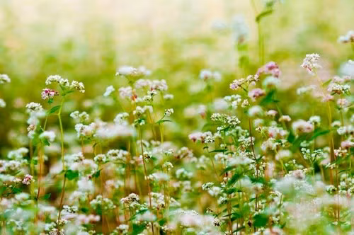 Hoa đẹp nhất là độ sắp tàn, chuyển từ màu trắng sang phớt hồng rồi đỏ thẫm. Hạt mạch có hình tam giác và hiện nay đã được thu hoạch làm bánh và rượu. Sản vật này đang được hi vọng sẽ giúp đẩy mạnh sự phát triển du lịch cho vùng cao nguyên Lâm Viên.