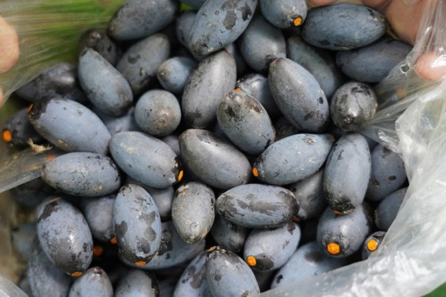 Loại quả “vàng đen” của mùa thu năm nay mất mùa - Hình 2 Loai qua “vang den” cua mua thu nam nay mat mua-Hinh-2