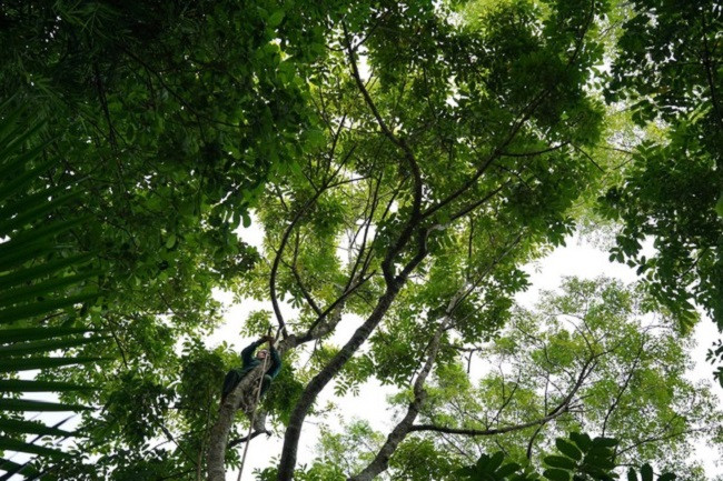 Loại quả “vàng đen” của mùa thu năm nay mất mùa - Hình 3 Loai qua “vang den” cua mua thu nam nay mat mua-Hinh-3