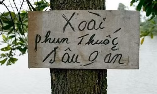 Xoài phun thuốc - sâu không ăn hay "xoài phun thuốc sâu, không ăn", cách viết này muốn hiểu sao cũng được.