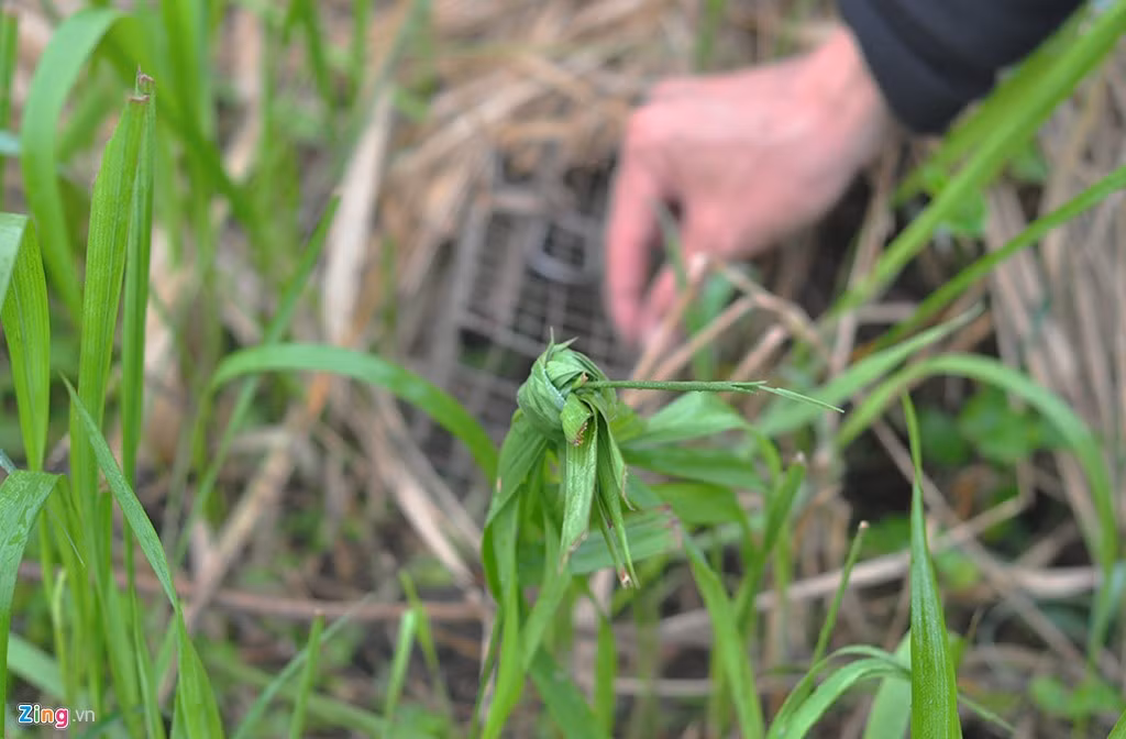 Mỗi ngày, một thợ đặt từ 200 đến 250 bẫy trên một diện tích rộng nên họ phải cuốn ngọn cỏ tại vị đặt để đánh dấu.