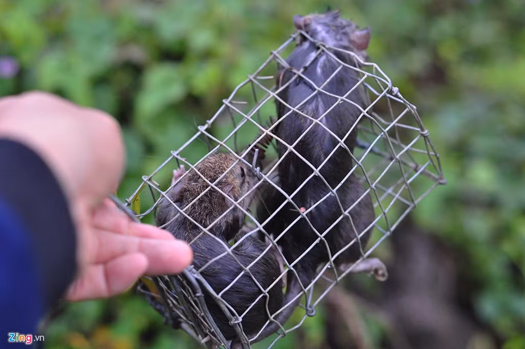 Theo thợ săn, mỗi bẫy thường bắt được từ 1-2 con. Trường hợp đàn chuột đuổi nhau có thể "dính" 3 con một lồng.