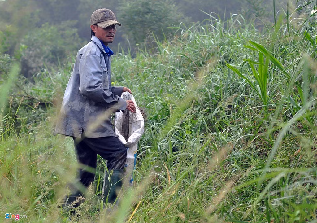 Anh Lê Văn Bình, người có thâm niên 20 năm trong nghề, nói rằng thợ săn bắt đầu đặt bẫy từ 9h và thu lại vào 5h sáng ngày hôm sau.