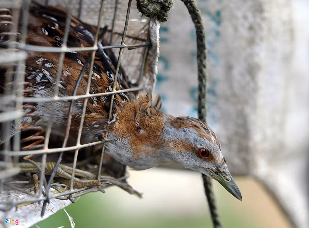 Ngoài chuột, các động vật như chim, ếch, rắn... cũng dính bẫy khi vô tình chui vào.