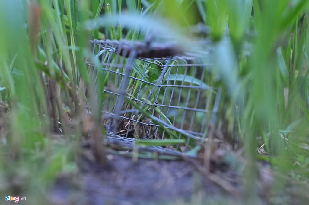 Vị trí đặt bẫy là giữa lối đi của chuột ở các bụi rậm. Bẫy phát huy tác dụng khi chuột chạy vào, đạp trúng lẫy làm lò xo kéo sập cửa. Do vậy, thợ săn không cần đặt mồi nhử.