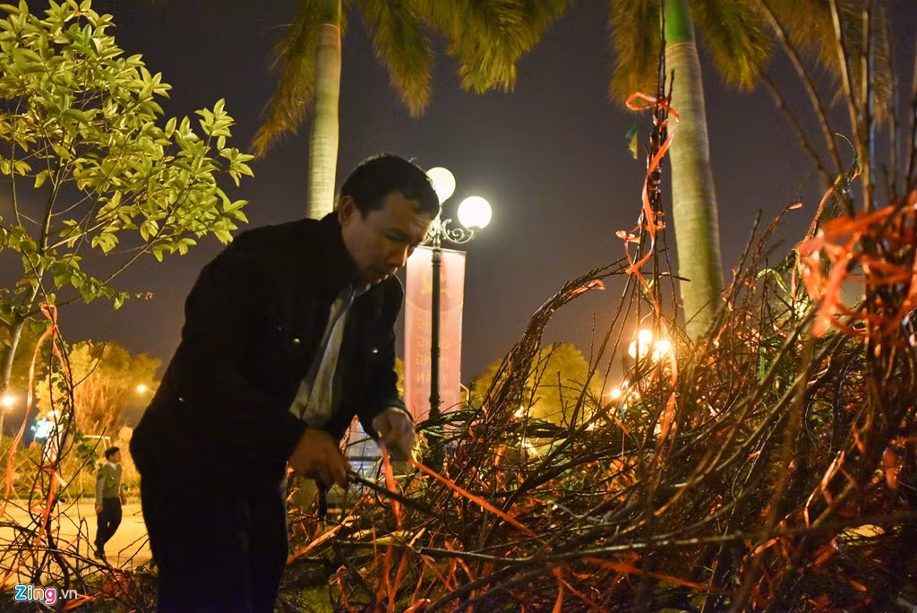 Đôi bàn tay thoăn thoắt dỡ dây buộc ra khỏi cành đào. Với vài chục cành như thế này, công việc có thể kéo dài vài tiếng.